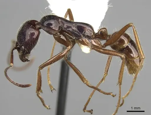 Leptogenys borneensis specimen CASENT0281923 image casent0281923_3