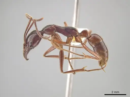 Leptogenys borneensis specimen CASENT0634243 image casent0634243_3
