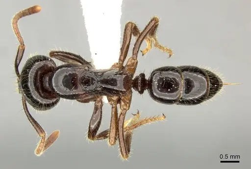 Leptogenys breviceps specimen CASENT0270540 image casent0270540_1
