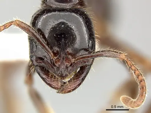 Leptogenys breviceps specimen CASENT0270540 image casent0270540_2