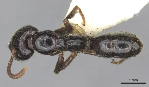 Leptogenys breviceps specimen CASENT0902610 image casent0902610_1