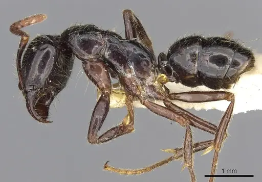 Leptogenys breviceps specimen CASENT0902610 image casent0902610_3