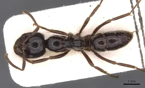 Leptogenys breviceps specimen CASENT0907386 image casent0907386_1