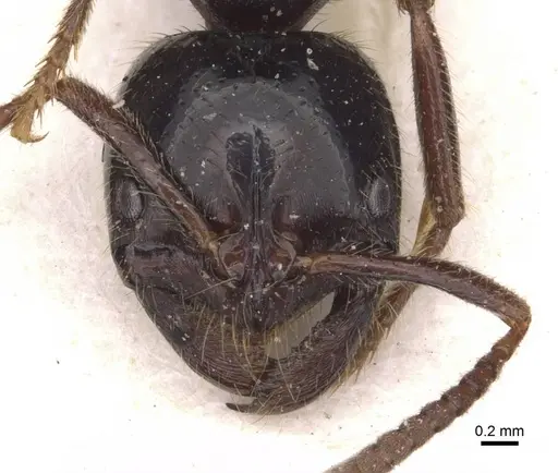 Leptogenys breviceps specimen CASENT0907386 image casent0907386_2
