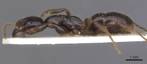 Leptogenys breviceps specimen CASENT0907386 image casent0907386_3