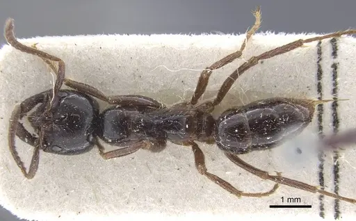 Leptogenys breviceps specimen CASENT0916833 image casent0916833_2