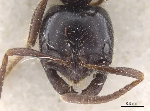 Leptogenys breviceps specimen CASENT0916833 image casent0916833_3
