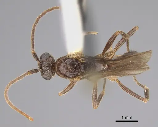 Leptogenys breviceps specimen CASENT0923401 image casent0923401_1