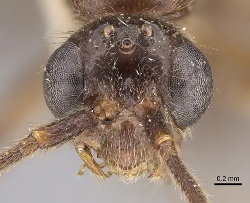 Leptogenys breviceps specimen CASENT0923401 image casent0923401_2