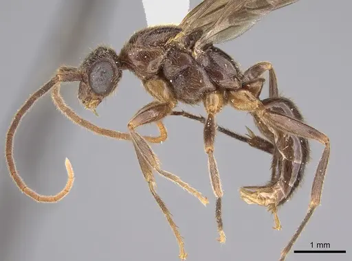Leptogenys breviceps specimen CASENT0923401 image casent0923401_3
