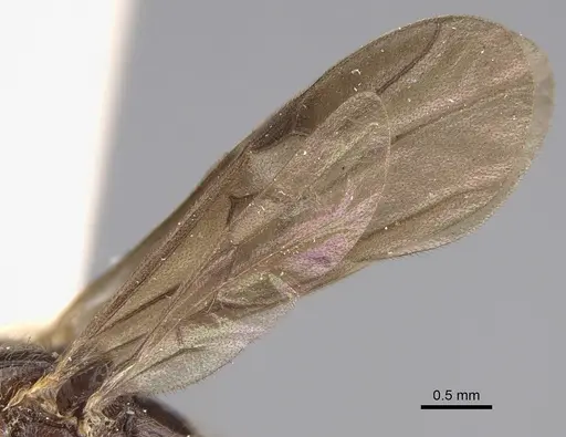 Leptogenys breviceps specimen CASENT0923401 image casent0923401_4