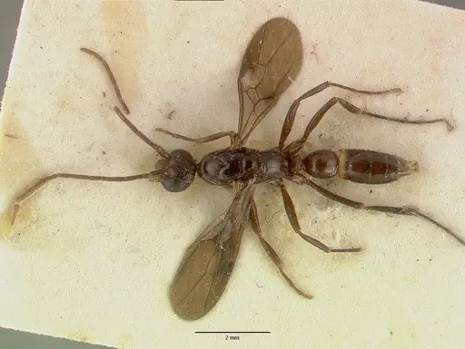 Leptogenys breviceps specimen CASTYPE06989 image castype06989_1