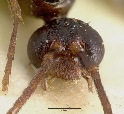 Leptogenys breviceps specimen CASTYPE06989 image castype06989_2