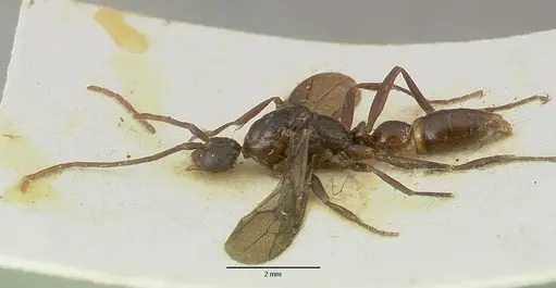 Leptogenys breviceps specimen CASTYPE06989 image castype06989_3