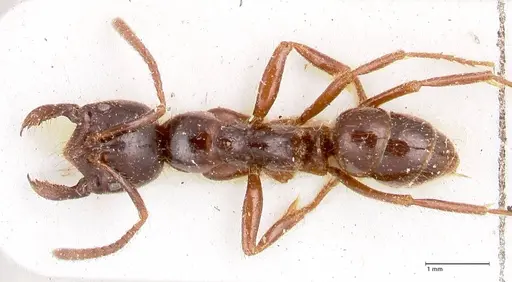 Leptogenys breviceps specimen FOCOL0912 image focol0912_1