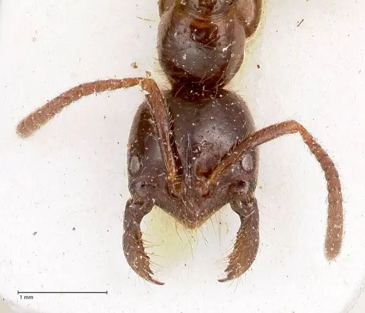 Leptogenys breviceps specimen FOCOL0912 image focol0912_2