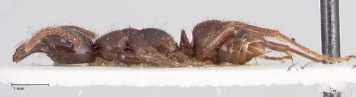 Leptogenys breviceps specimen FOCOL0912 image focol0912_3
