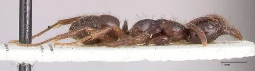Leptogenys breviceps specimen FOCOL0912 image focol0912_4