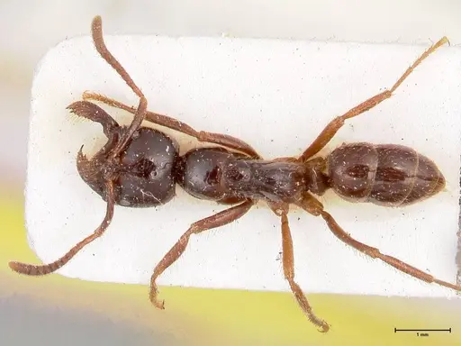 Leptogenys breviceps specimen FOCOL0913 image focol0913_1
