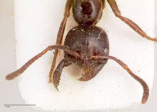 Leptogenys breviceps specimen FOCOL0913 image focol0913_2