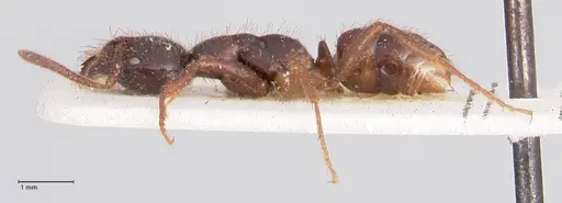 Leptogenys breviceps specimen FOCOL0913 image focol0913_3