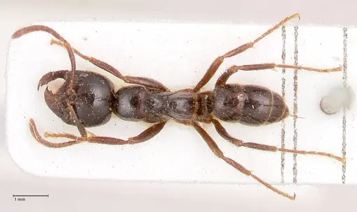 Leptogenys breviceps specimen FOCOL0914 image focol0914_1