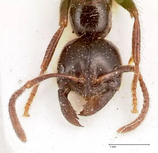 Leptogenys breviceps specimen FOCOL0914 image focol0914_2