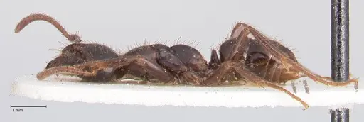 Leptogenys breviceps specimen FOCOL0914 image focol0914_3