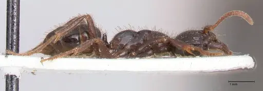 Leptogenys breviceps specimen FOCOL0914 image focol0914_4