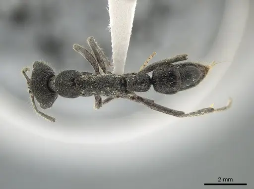 Leptogenys breviloba specimen ZRC image zrc_6_1520_1