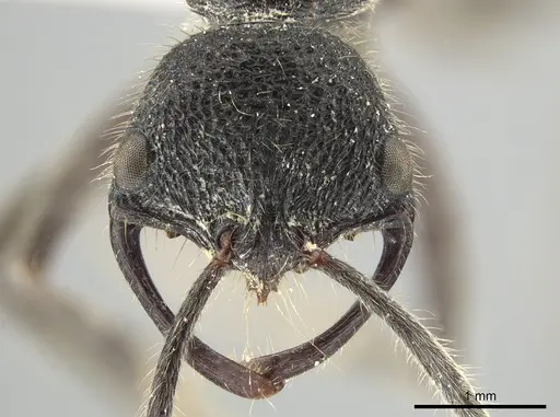 Leptogenys breviloba specimen ZRC image zrc_6_1520_2