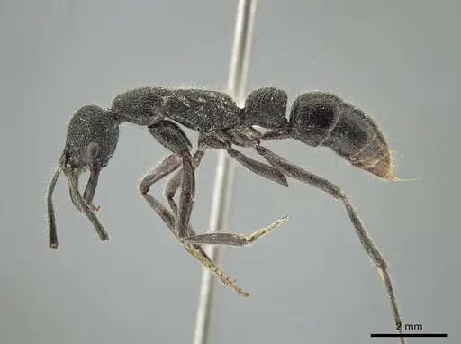 Leptogenys breviloba specimen ZRC image zrc_6_1520_3