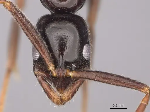 Leptogenys bubastis specimen CASENT0872837 image casent0872837_2