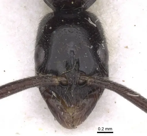 Leptogenys bubastis specimen CASENT0902574 image casent0902574_2