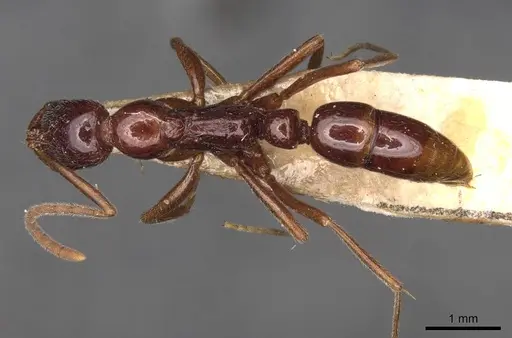 Leptogenys buyssoni specimen CASENT0907353 image casent0907353_1