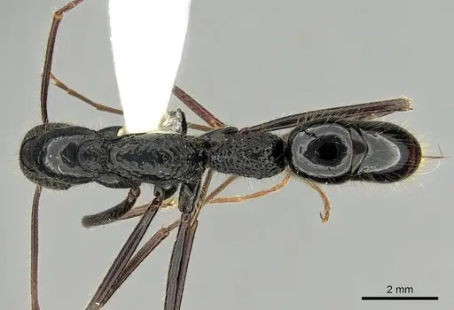Leptogenys caeciliae specimen CASENT0270542 image casent0270542_1