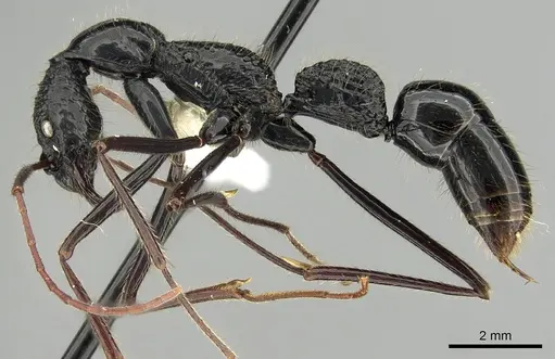 Leptogenys caeciliae specimen CASENT0270542 image casent0270542_3