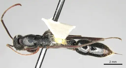 Leptogenys caeciliae specimen CASENT0281938 image casent0281938_1