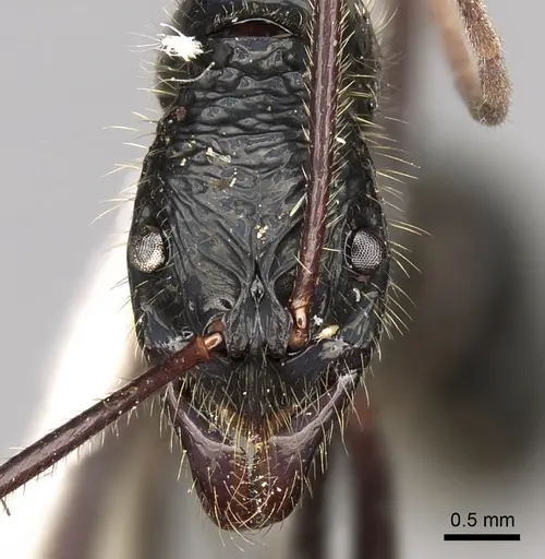Leptogenys caeciliae specimen CASENT0281938 image casent0281938_2