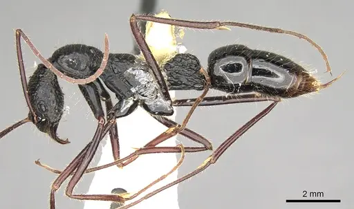 Leptogenys caeciliae specimen CASENT0281938 image casent0281938_3