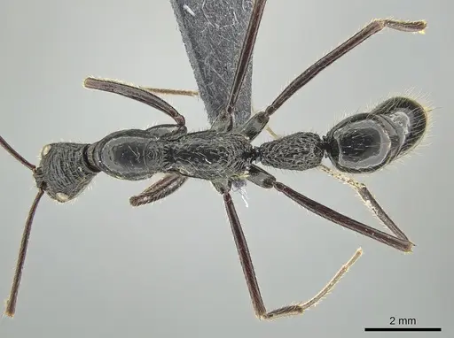 Leptogenys caeciliae specimen CASENT0650190 image casent0650190_1
