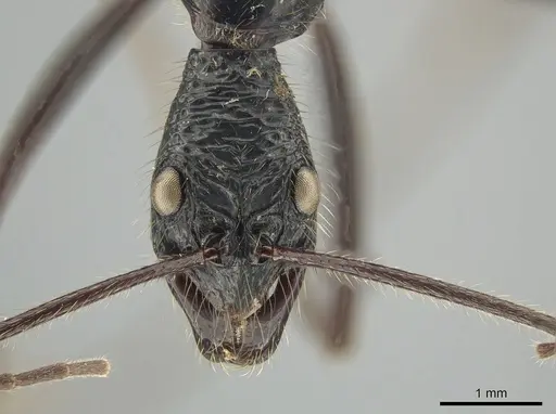 Leptogenys caeciliae specimen CASENT0650190 image casent0650190_2