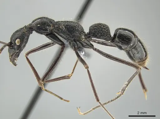 Leptogenys caeciliae specimen CASENT0650190 image casent0650190_3