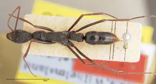 Leptogenys caeciliae specimen FOCOL0401 image focol0401_1
