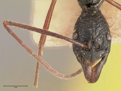 Leptogenys caeciliae specimen FOCOL0401 image focol0401_2