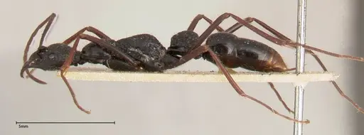 Leptogenys caeciliae specimen FOCOL0401 image focol0401_3