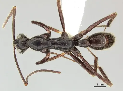 Leptogenys camerunensis specimen CASENT0270543 image casent0270543_1
