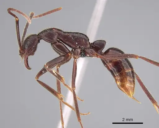 Leptogenys camerunensis specimen CASENT0352352 image casent0352352_3