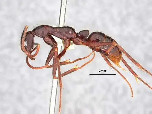 Leptogenys camerunensis specimen CASENT0882087 image casent0882087_3