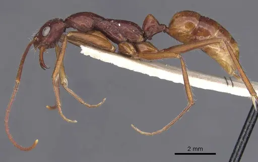 Leptogenys camerunensis specimen CASENT0907338 image casent0907338_3
